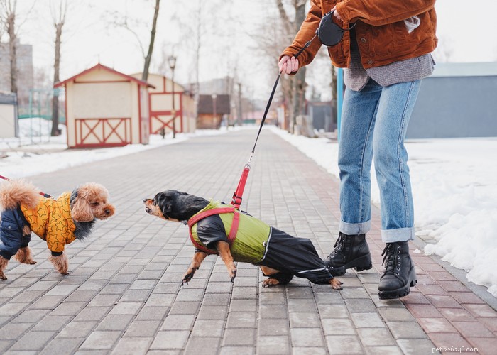 Top 10 Most Aggressive Dog Breeds Revealed