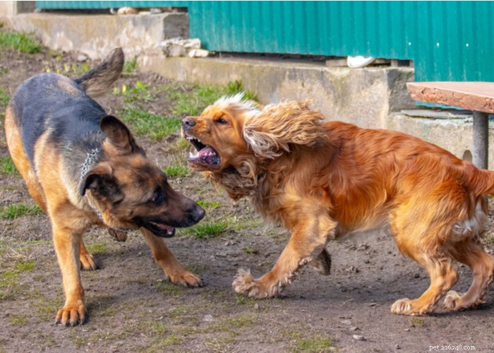 Top 10 Most Aggressive Dog Breeds Revealed