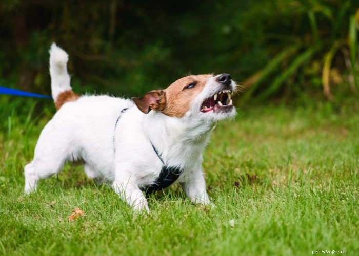 Top 10 Most Aggressive Dog Breeds Revealed