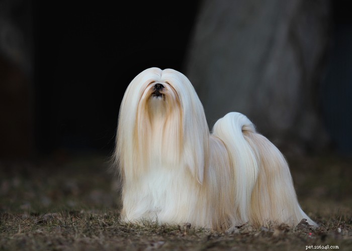 Top 10 Most Aggressive Dog Breeds Revealed