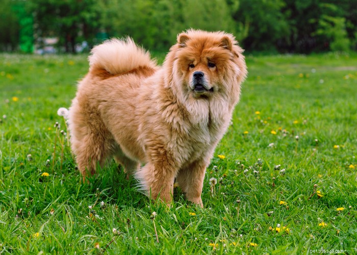 Top 10 Most Aggressive Dog Breeds Revealed
