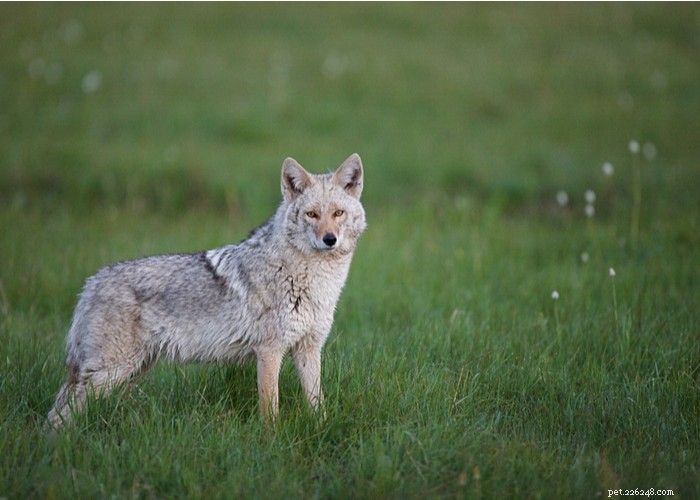 Top 10 Most Aggressive Dog Breeds Revealed
