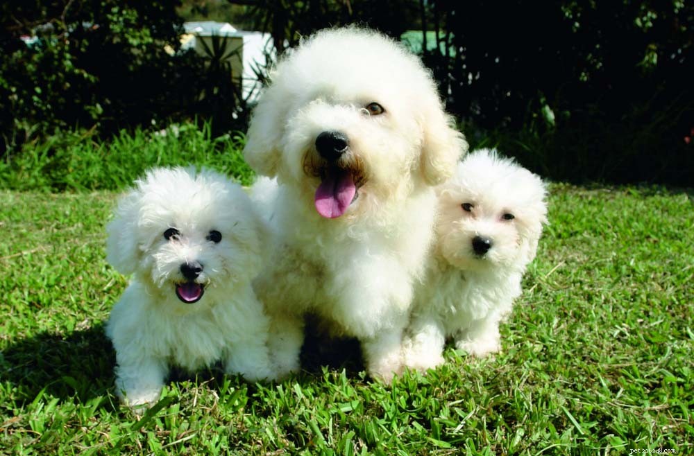 10 Most Adorable Dog Breeds Everyone Loves