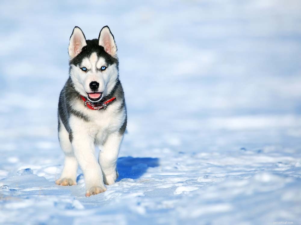 10 Most Adorable Dog Breeds Everyone Loves