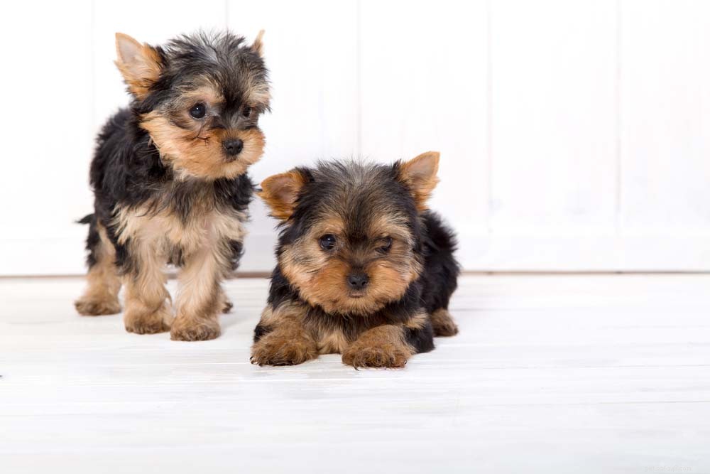10 Most Adorable Dog Breeds Everyone Loves