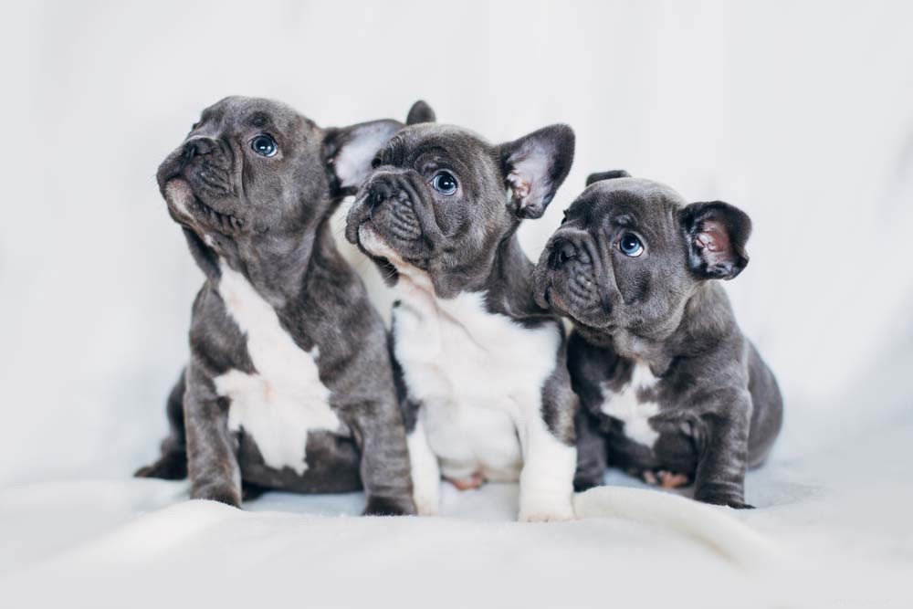 10 Most Adorable Dog Breeds Everyone Loves