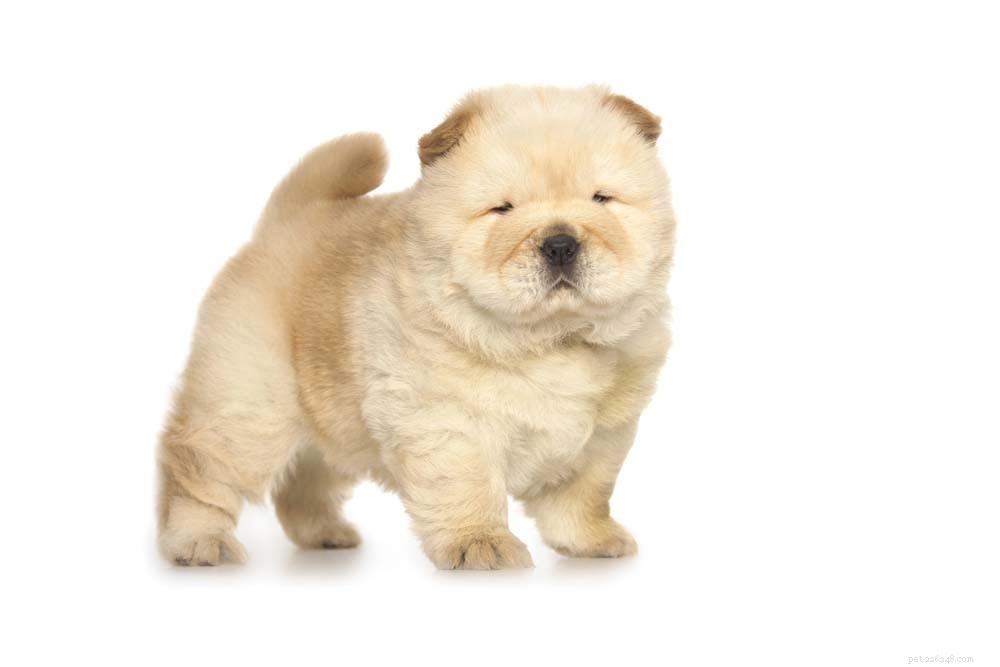 10 Most Adorable Dog Breeds Everyone Loves