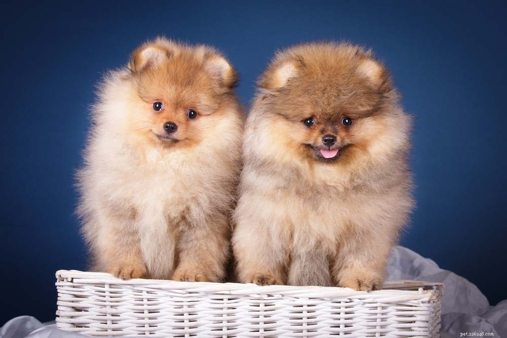 10 Most Adorable Dog Breeds Everyone Loves