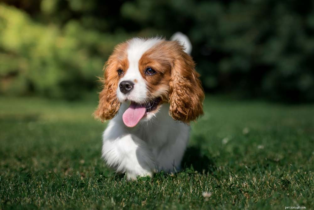 10 Most Adorable Dog Breeds Everyone Loves