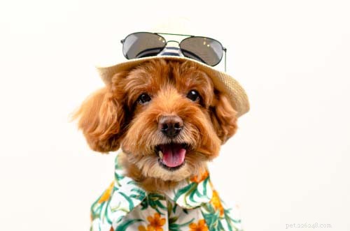 25 Dog Breeds Perfect for Travel: Friendly, Low‑Maintenance, Airline‑Friendly