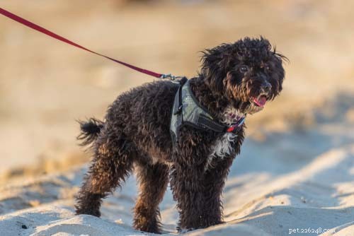 25 Dog Breeds Perfect for Travel: Friendly, Low‑Maintenance, Airline‑Friendly