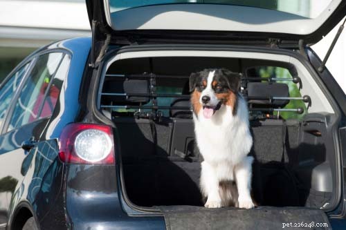 25 Dog Breeds Perfect for Travel: Friendly, Low‑Maintenance, Airline‑Friendly