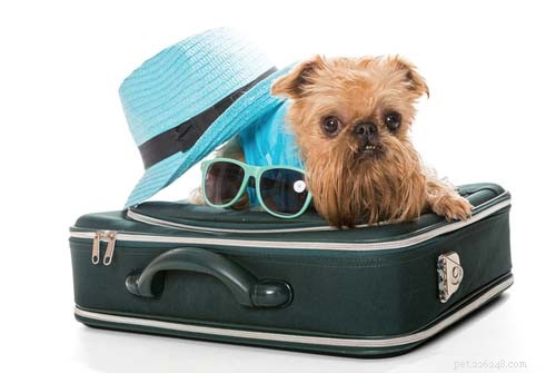 25 Dog Breeds Perfect for Travel: Friendly, Low‑Maintenance, Airline‑Friendly