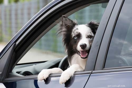25 Dog Breeds Perfect for Travel: Friendly, Low‑Maintenance, Airline‑Friendly