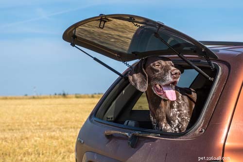 25 Dog Breeds Perfect for Travel: Friendly, Low‑Maintenance, Airline‑Friendly