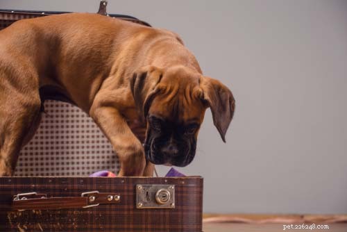 25 Dog Breeds Perfect for Travel: Friendly, Low‑Maintenance, Airline‑Friendly