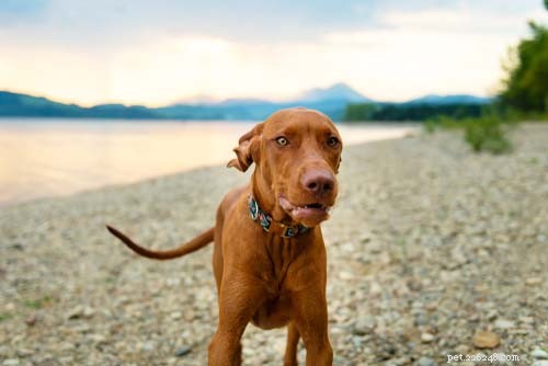 25 Dog Breeds Perfect for Travel: Friendly, Low‑Maintenance, Airline‑Friendly