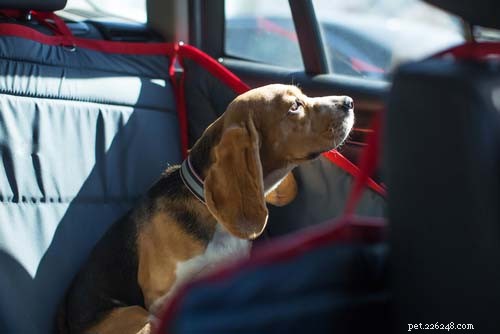 25 Dog Breeds Perfect for Travel: Friendly, Low‑Maintenance, Airline‑Friendly