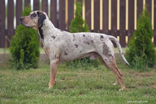 25 Dog Breeds Perfect for Travel: Friendly, Low‑Maintenance, Airline‑Friendly