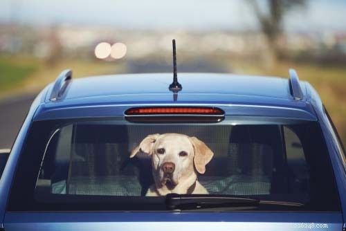 25 Dog Breeds Perfect for Travel: Friendly, Low‑Maintenance, Airline‑Friendly