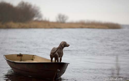 25 Dog Breeds Perfect for Travel: Friendly, Low‑Maintenance, Airline‑Friendly