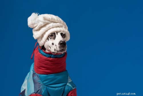 25 Dog Breeds Perfect for Travel: Friendly, Low‑Maintenance, Airline‑Friendly