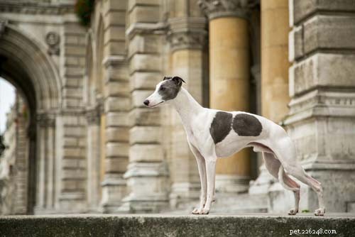 25 Dog Breeds Perfect for Travel: Friendly, Low‑Maintenance, Airline‑Friendly