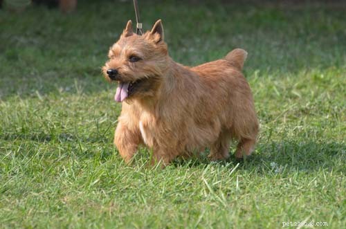 25 Dog Breeds Perfect for Travel: Friendly, Low‑Maintenance, Airline‑Friendly