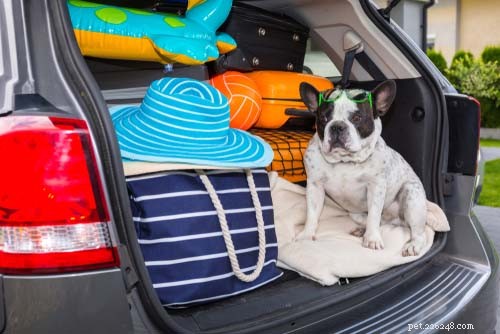 25 Dog Breeds Perfect for Travel: Friendly, Low‑Maintenance, Airline‑Friendly