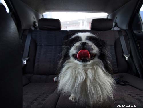25 Dog Breeds Perfect for Travel: Friendly, Low‑Maintenance, Airline‑Friendly