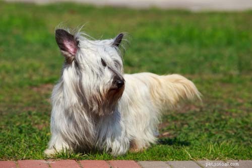 25 Dog Breeds Perfect for Travel: Friendly, Low‑Maintenance, Airline‑Friendly