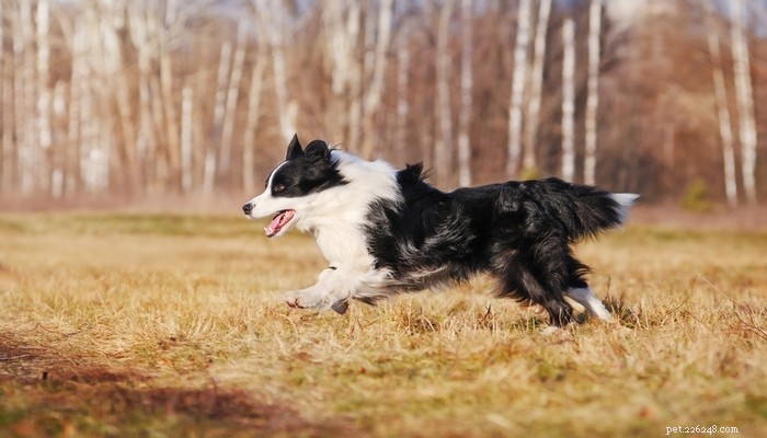 25 Fastest Dog Breeds: Speed, Style, and How to Choose the Right One