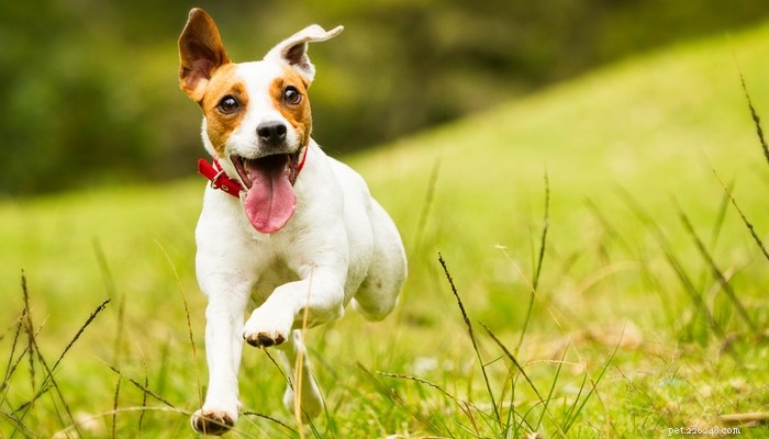 25 Fastest Dog Breeds: Speed, Style, and How to Choose the Right One