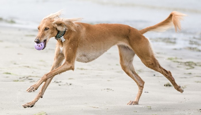 25 Fastest Dog Breeds: Speed, Style, and How to Choose the Right One