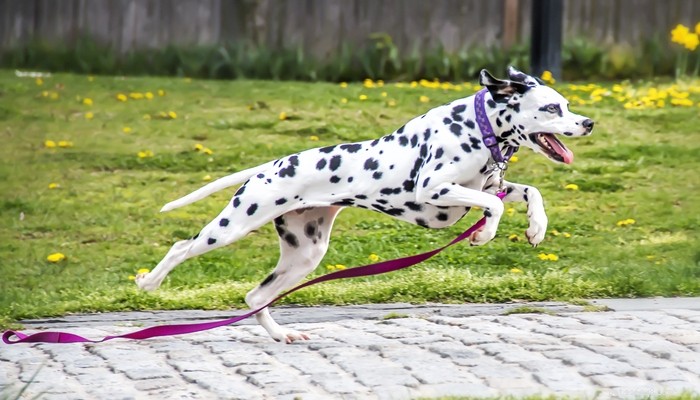 25 Fastest Dog Breeds: Speed, Style, and How to Choose the Right One