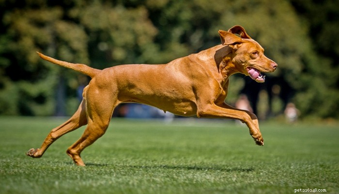 25 Fastest Dog Breeds: Speed, Style, and How to Choose the Right One