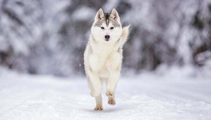 25 Fastest Dog Breeds: Speed, Style, and How to Choose the Right One