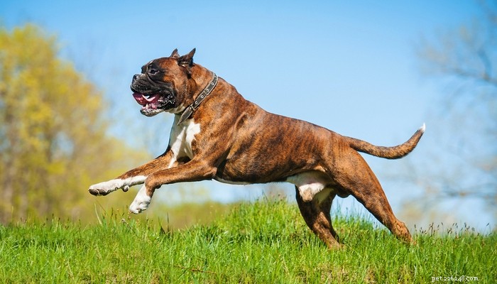 25 Fastest Dog Breeds: Speed, Style, and How to Choose the Right One