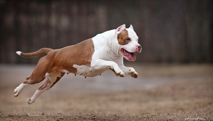 25 Fastest Dog Breeds: Speed, Style, and How to Choose the Right One