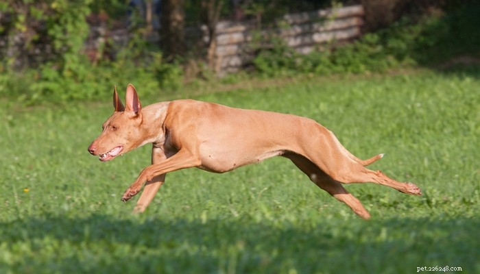25 Fastest Dog Breeds: Speed, Style, and How to Choose the Right One
