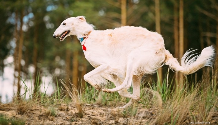 25 Fastest Dog Breeds: Speed, Style, and How to Choose the Right One