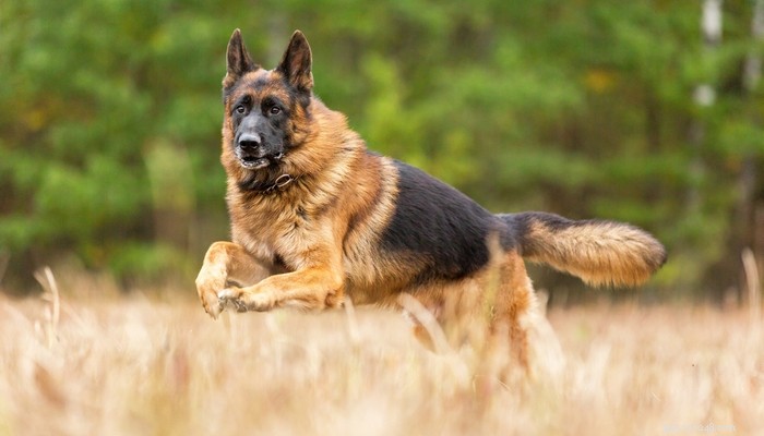 25 Fastest Dog Breeds: Speed, Style, and How to Choose the Right One