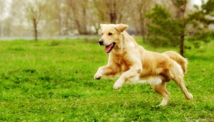 25 Fastest Dog Breeds: Speed, Style, and How to Choose the Right One