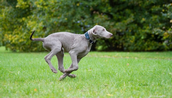 25 Fastest Dog Breeds: Speed, Style, and How to Choose the Right One