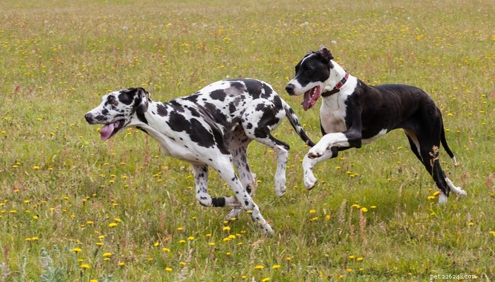 25 Fastest Dog Breeds: Speed, Style, and How to Choose the Right One