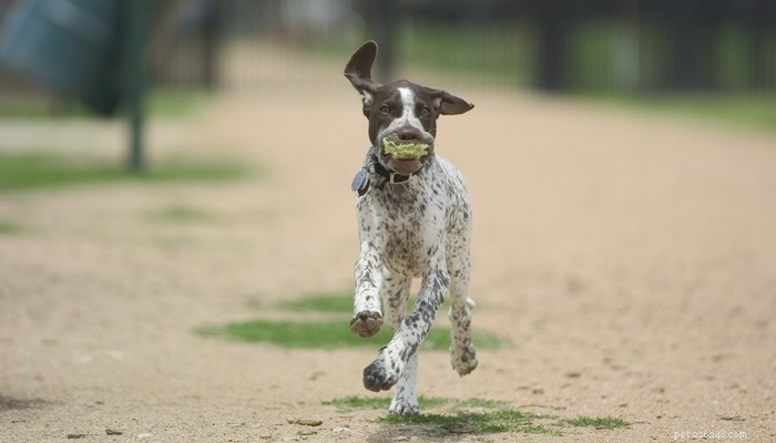 25 Fastest Dog Breeds: Speed, Style, and How to Choose the Right One