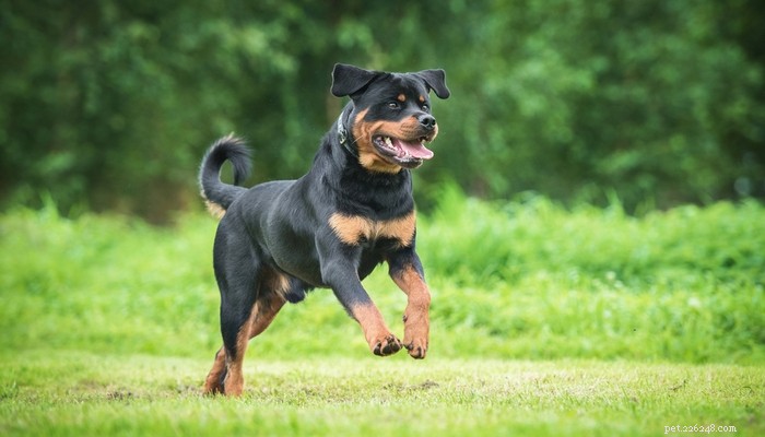 25 Fastest Dog Breeds: Speed, Style, and How to Choose the Right One