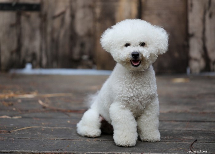 Bichon Frise: Charming, Energetic Companion Dog Profile