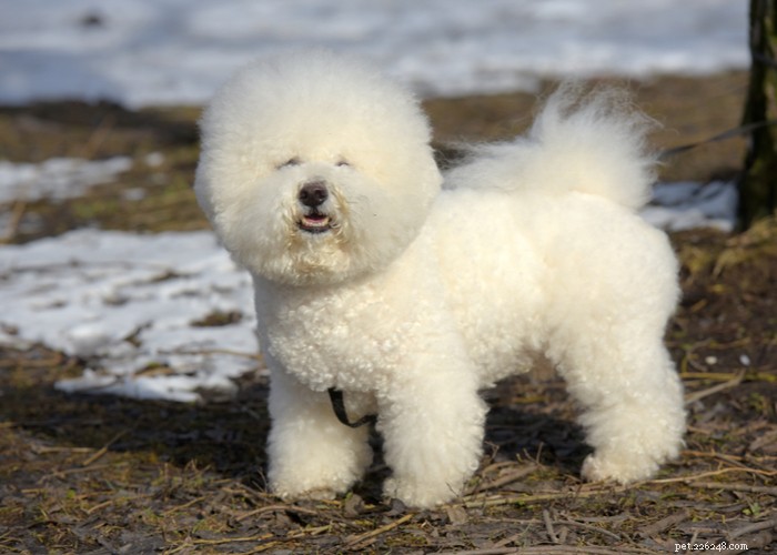 Bichon Frise: Charming, Energetic Companion Dog Profile