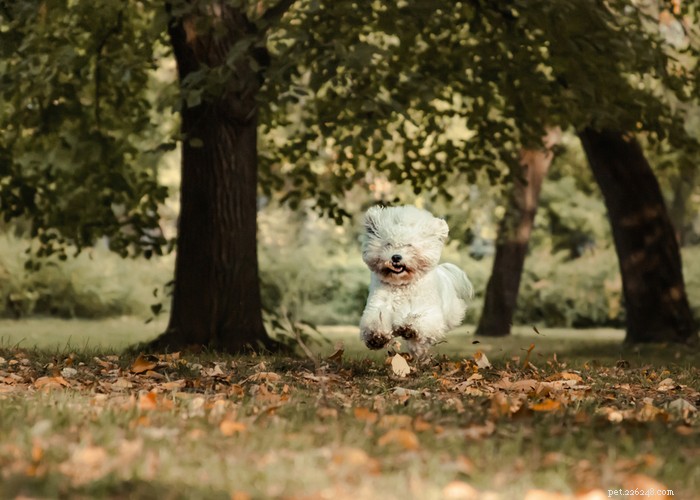 Bichon Frise: Charming, Energetic Companion Dog Profile